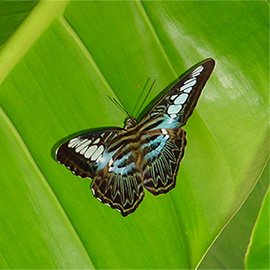 Schmetterling auf grünen Blatt