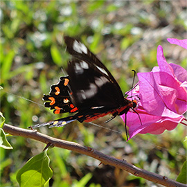 Schmetterling an Blüte