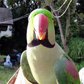 grüner Papagai mit roten Schnabel
