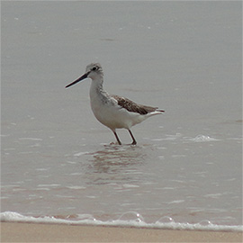 Vogel der schräg im Wasser steht