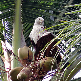 Seeadler der aus seinen Nest schaut