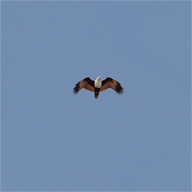 Seeadler im Flug