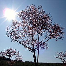 ein Winterbaum in der Sonne